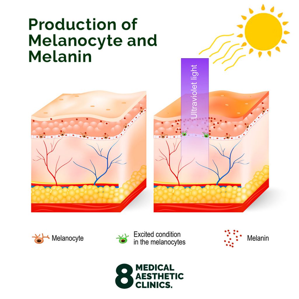 В каком слое кожи синтезируется пигмент меланин. Пигмент меланин. Выработка меланина в коже. Функции меланина в коже человека.